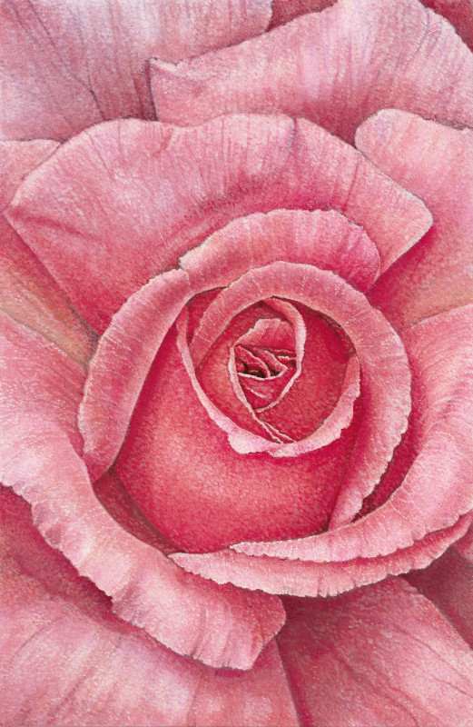 Compassion Rose