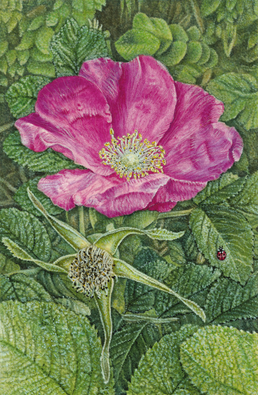 Kartoffelrose
