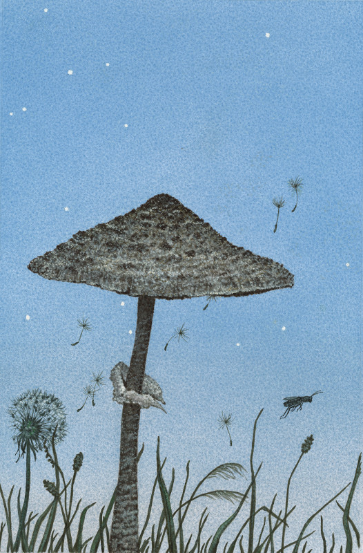 Parasol