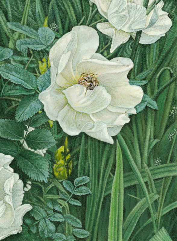 Rose Aicha