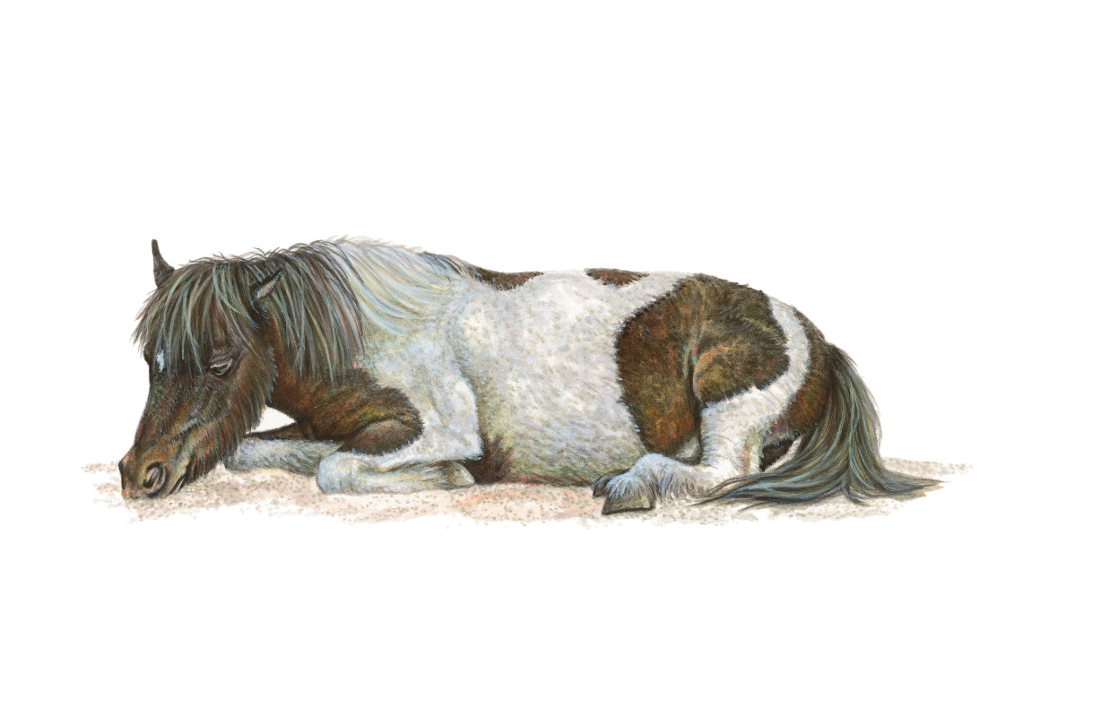 Schlafendes Pony